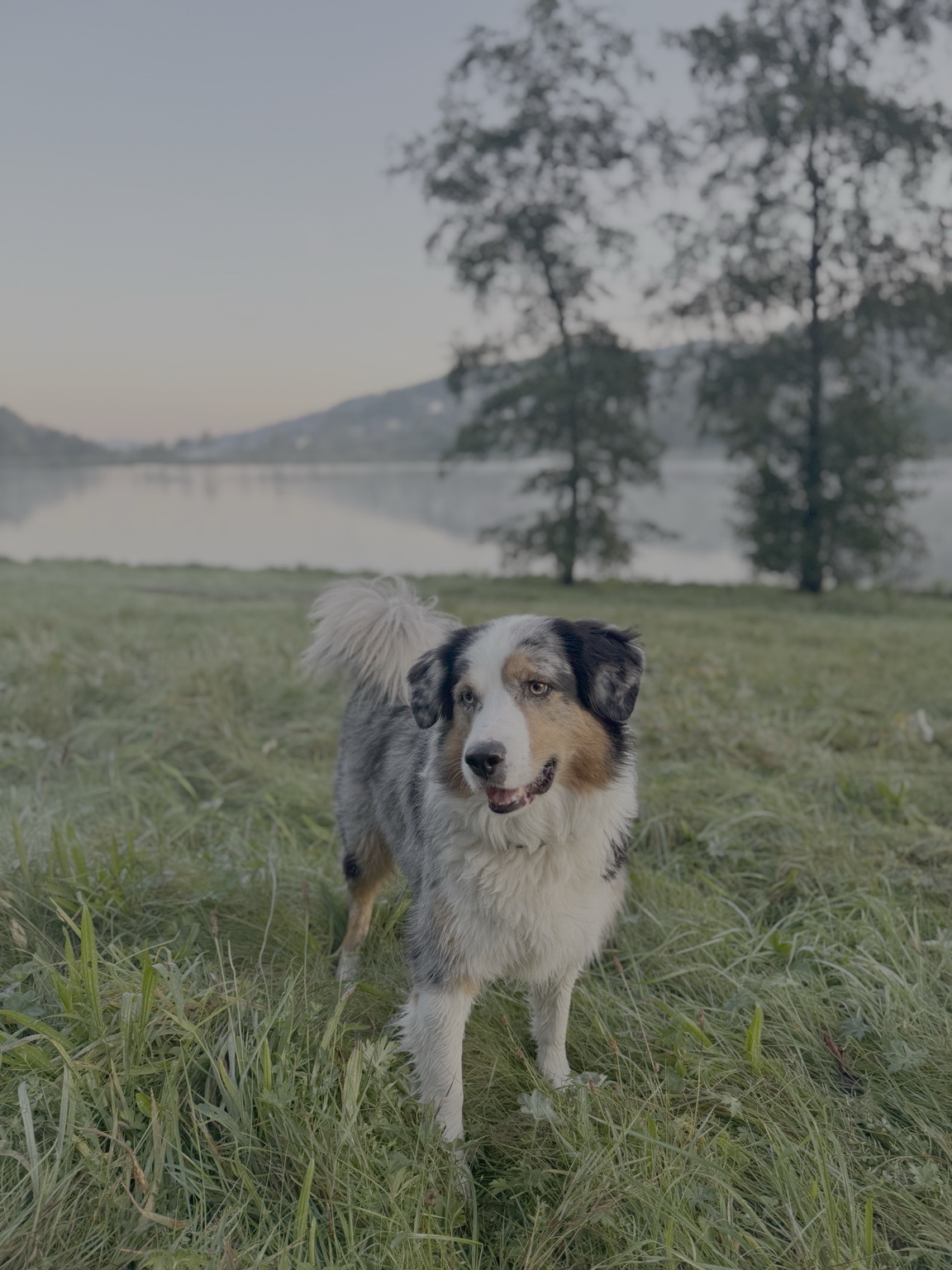 Perfekt für Urlaub mit Hund
